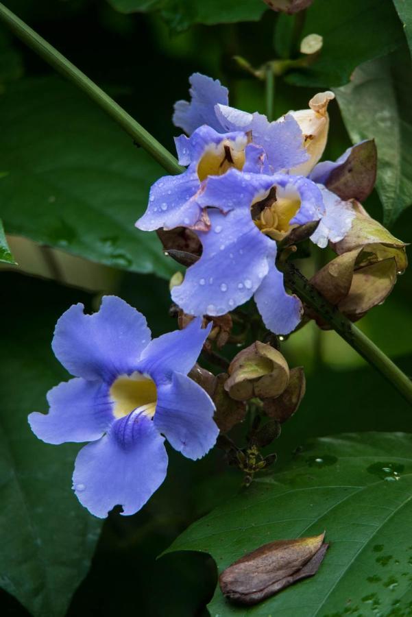 Dolega Wanakaset Panama 빌라 외부 사진